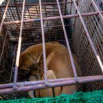 A dél-koreai parlament elfogadta a kutyaevés betiltásáról szóló törvényt