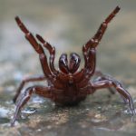 A világ leghalálosabb pókjának rekordméretű példányát találták meg Ausztráliában