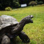 Az emberiség fontos mérföldköveit mind átélte a 190 éves teknős