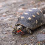 Egy sérült teknős új kerekeken közlekedhet + VIDEÓ