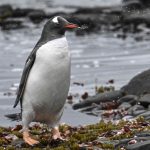 Elképesztően ritka állatot találtak az Antarktiszon