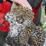 Észak-kínai leopárd született a debreceni állatkertben