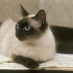 Fellélegezhetnek a macskaallergiások: új kezelések a láthatáron