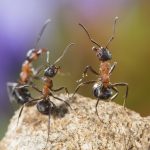 Hangyák okoznak óriási káoszt Afrikában
