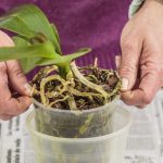 Három tuti tipp, amivel életre keltheti a haldokló orchideáját