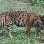 Házi kedvencként tartott tigrise támadt egy dubaji lakosra + VIDEÓ