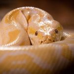 Kígyóinvázió zajlik az ausztráliai vécékben