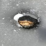 Megdöbbentő: tóba fagyott egy aligátor Texasban, mégsem pusztult el + VIDEÓ
