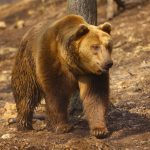 Óriási károkat okoznak a medvék Maros megyében