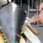 Rekordáron kelt el egy tonhal az év első árverésén Japánban + VIDEÓ