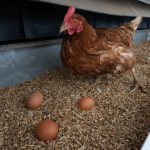 Táplálkozási szakértő cáfolta meg a tojással kapcsolatos tévhiteket