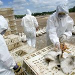 Terjed a madárinfluenza Magyarországon
