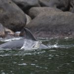 Több tucatnyi partra vetődött delfin pusztult el Új-Zéland keleti partjainál