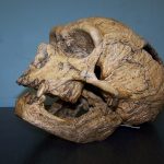 Versengés miatt halhatott ki a neandervölgyi ember