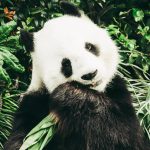 A bambusz igazi csodanövény – nem csak a pandáknak