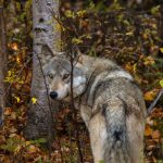 A csernobili mutáns farkasok rákellenes képességekkel rendelkeznek