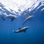 Delfinek úszkáltak a Temzében + VIDEÓ