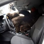 Előkerült az elrabolt medve