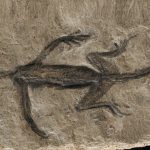 Hamisított ősi kövület hozhatta zavarba évtizedekig a tudósokat
