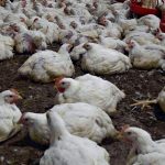 Harminc embert helyeztek vád alá Kuba legnagyobb csirkelopási ügyében