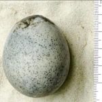 Megdöbbentő dolgot fedeztek fel az 1700 éves tojás belsejében