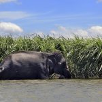 Megtiltották a vadon élő elefántok befogását és fogságban tartását Bangladesben