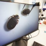 Mindennél ellenállóbb rovarfaj támad, amelyek emberre veszélyes betegségeket terjeszthetnek