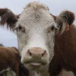 Nem kell kártérítést fizetnie annak az osztrák gazdának, akinek a tehene megölt egy nőt
