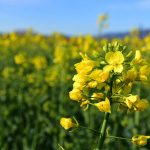 Pollenhelyzet – NNGYK: Országosan magas a pollenterhelés