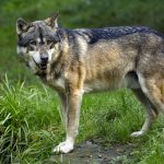 Szürke farkas rekordhosszú útját követték nyomon kutatók