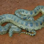 Tudósok megdöbbentő felfedezést tettek a titokzatos óriáskígyókról