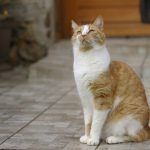 Veszélyt jelentenek a macskák a kórokozó-terjesztésben?