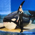120 delfin és bálna halála után bezár a vitatott Miami Seaquarium