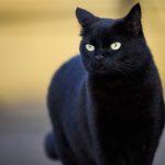 A fekete macskák kísérteties titka