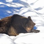 A felmelegedés miatt már a medvék sem alszanak téli álmot
