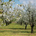 Agrárminiszter: 2024-től március 25-e a Magyar gyümölcs tájfajták napja