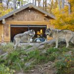 Az Európai Bizottság kezdeményezte a farkasok védettségi státuszának módosítását