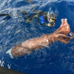 Az óriás ragadozók küzdelme a mélyben: fehér cápa vs. Humboldt tintahal