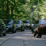 Csíkszeredában az OMV benzinkútnál hetek óta medvét látnak