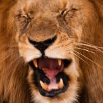 Egy valami Afrikában még az oroszlánoknál is nagyobb félelmet kelt