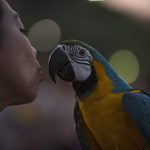 Emberéleteket követel a papagájkór