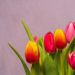 Ezzel a trükkel kétszer annyi ideig maradnak meg a tulipánok