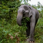 Hatalmas elefánt támadt egy utasokkal teli buszra + VIDEÓ