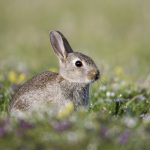 Húsvét – Óva intenek az élő állat ajándékozásától az állatvédők