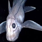 Kísérteties lényt fedeztek fel az Andamán-tenger mélyén