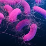 Már a szalmonella is terjeszti az antibiotikum-rezisztenciát