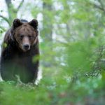 Medve sebesített meg többeket Liptószentmiklóson