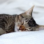Mit jelentenek a macskák alvási pozíciói?