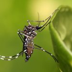 Nagyon megugrott a denguelázas megbetegedések száma
