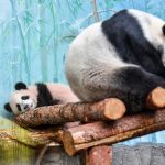 Pandaboccsal takarítani? Igazi képtelenség! + VIDEÓ